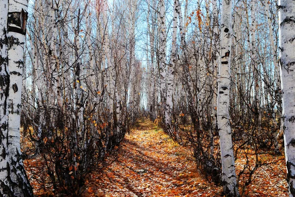 stock image Track in birch grove