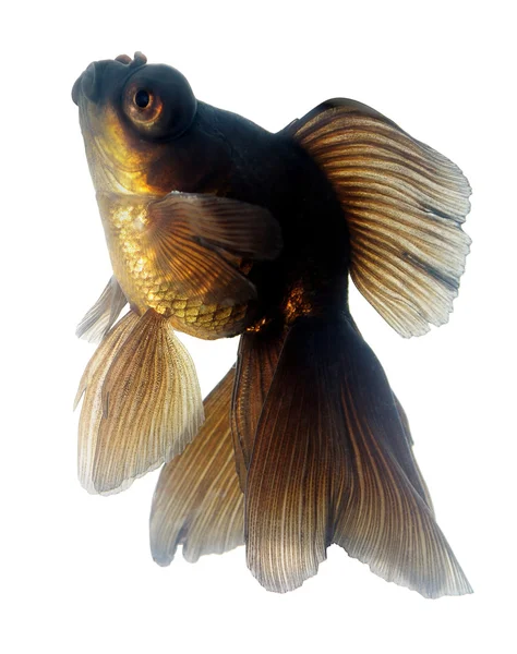 Brown Goldfish on White — Stock Photo, Image