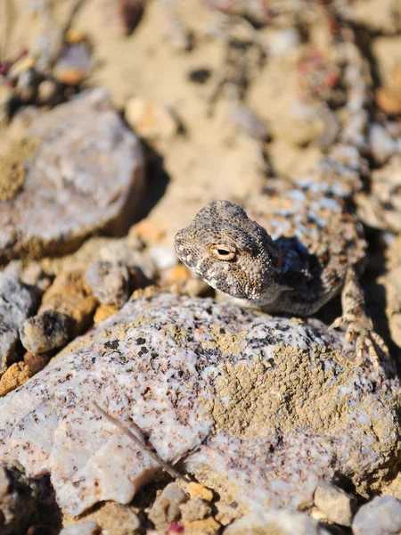Portrait du lézard sur pierre dans le désert — Photo