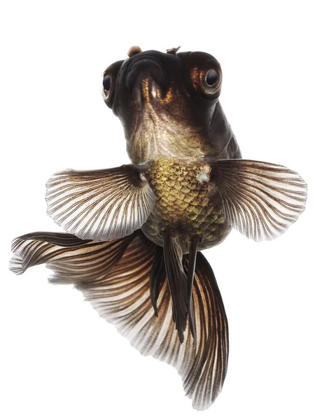 Танцююча чорна золота рибка на білому без тіні — стокове фото