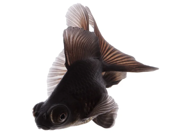 Svart guld fisk på vitt utan skugga — Stockfoto
