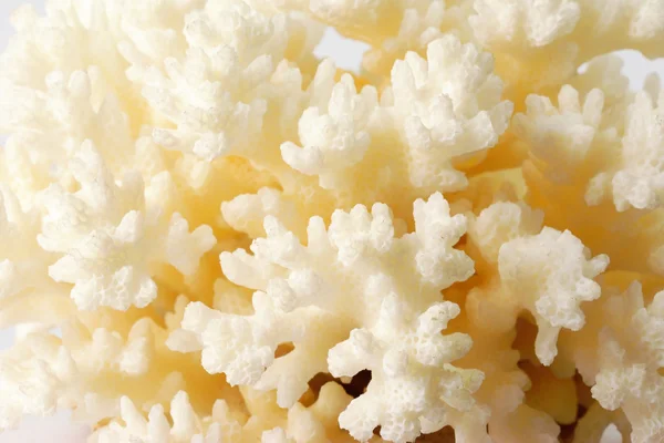 Coral blanco —  Fotos de Stock