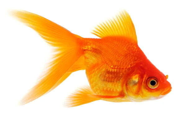 白い背景の上のオレンジ色の金魚 — ストック写真