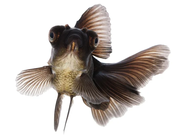 Svart guld fisk på vitt utan skugga — Stockfoto