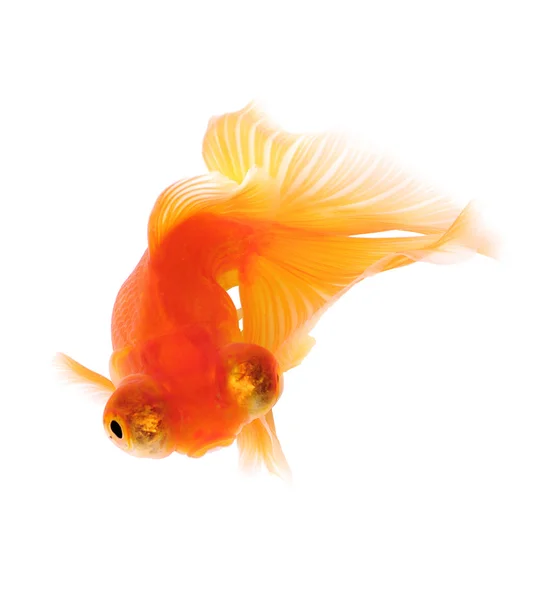 Ikan Emas Oranye di Putih — Stok Foto