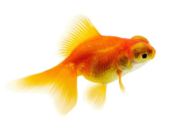 Guldfisk på vit — Stockfoto