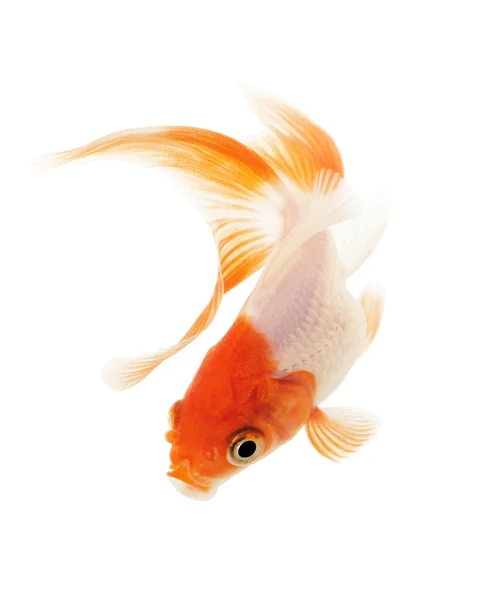 Золотая рыбка на белом — стоковое фото