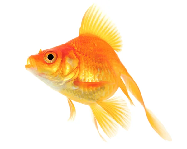 Orangefarbener Goldfisch — Stockfoto