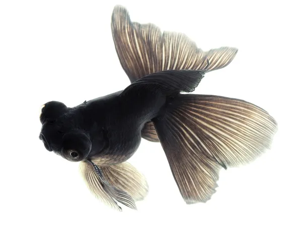 Zwarte goudvis op wit — Stockfoto
