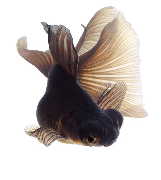 Brown Goldfish em Branco — Fotografia de Stock