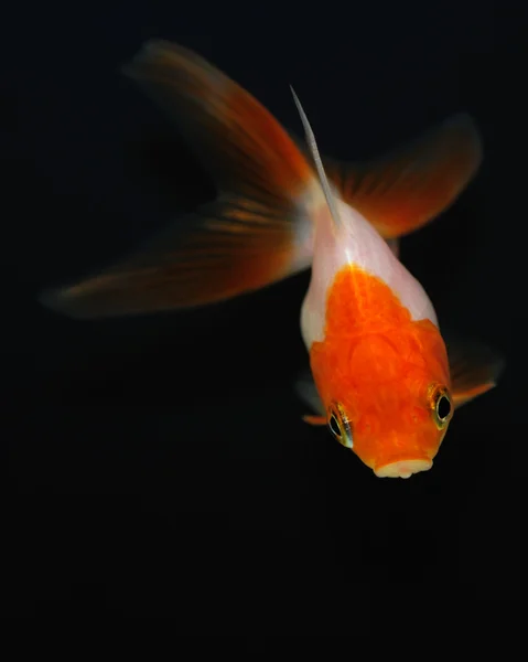 Ikan emas di atas hitam — Stok Foto