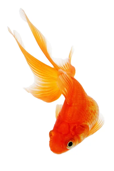 Pesce d'oro su sfondo bianco — Foto Stock