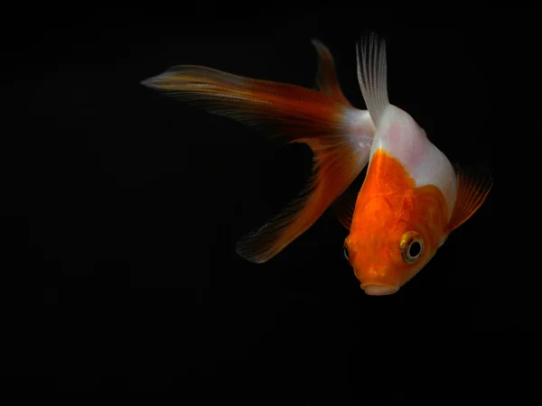 Ikan mas pada latar belakang hitam — Stok Foto