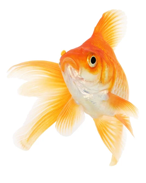 白の金魚 — ストック写真