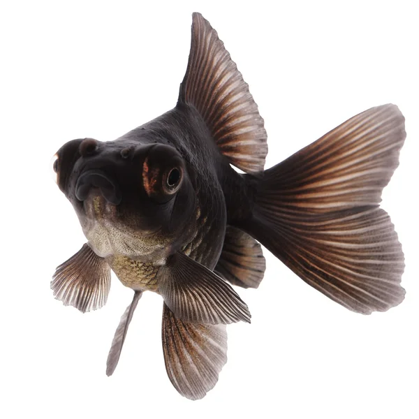 Schwarzer Goldfisch auf Weiß ohne Schatten — Stockfoto