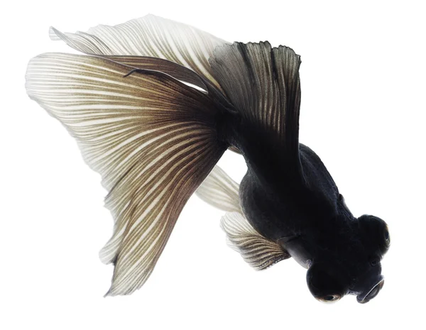 Schwarzer Goldfisch auf Weiß — Stockfoto