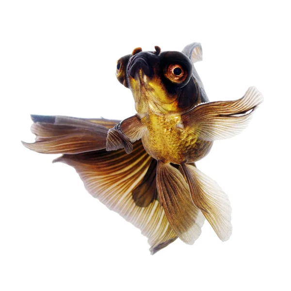 Brun guldfisk på vitt utan skugga — Stockfoto