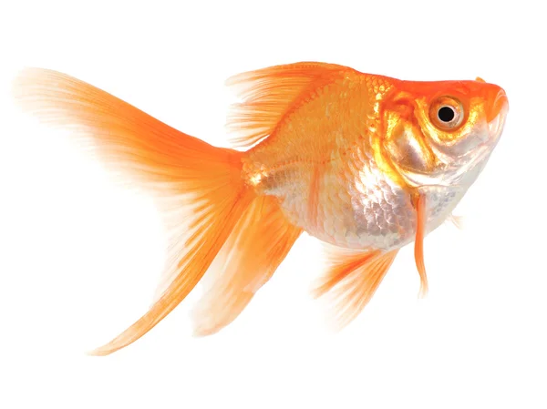 白い背景の上の金の魚 — ストック写真
