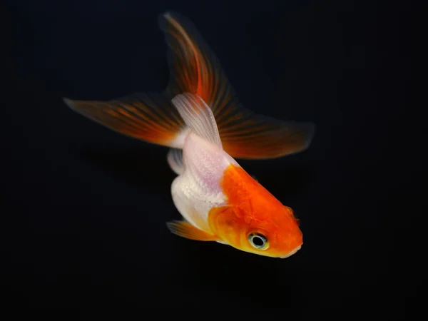 stock image Goldfish on black background