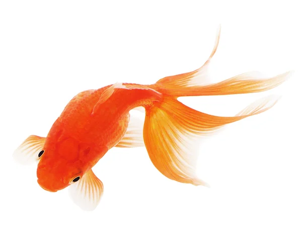 Złota rybka na białym tle — Zdjęcie stockowe