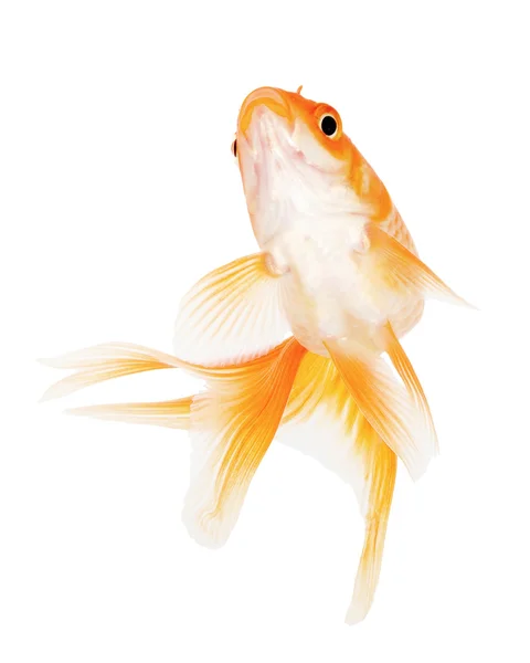 Peixe-dourado sobre fundo branco — Fotografia de Stock
