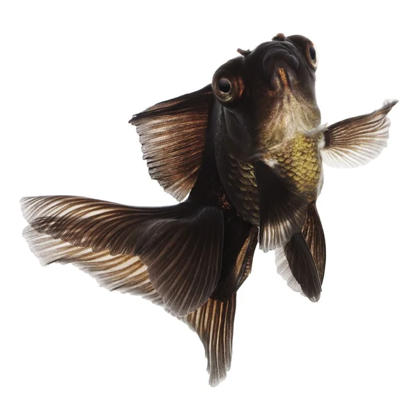 Springen schwarzer Goldfisch auf weißem ohne Schatten — Stockfoto