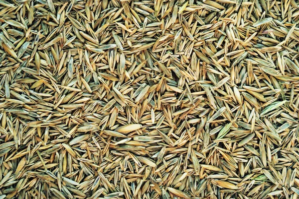 stock image Meadow grass seeds