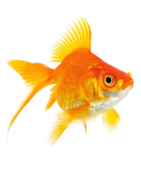 橙色金鱼 — 图库照片