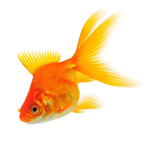 Оранжевая золотая рыбка на белом — стоковое фото