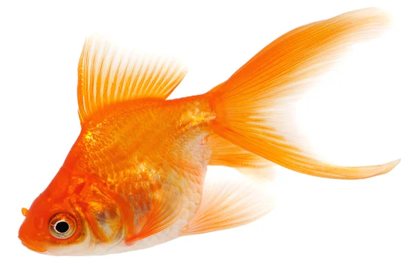 Pesce rosso arancione su sfondo bianco — Foto Stock