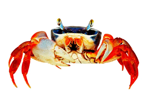 Crabe arc-en-ciel — Photo