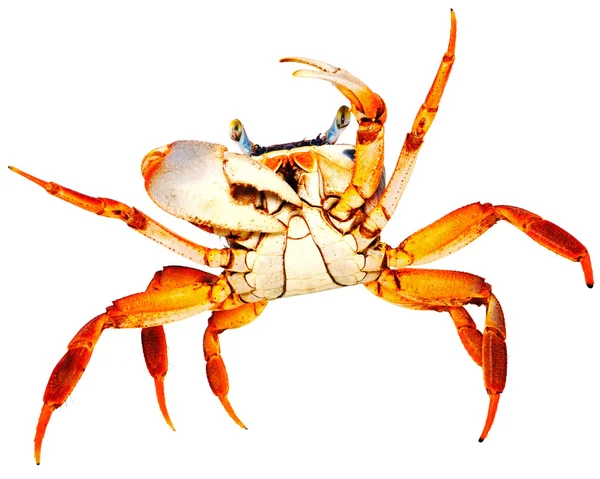 Crabe arc-en-ciel sur blanc — Photo