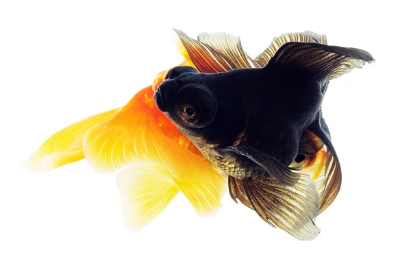 Två guldfisk på vit — Stockfoto