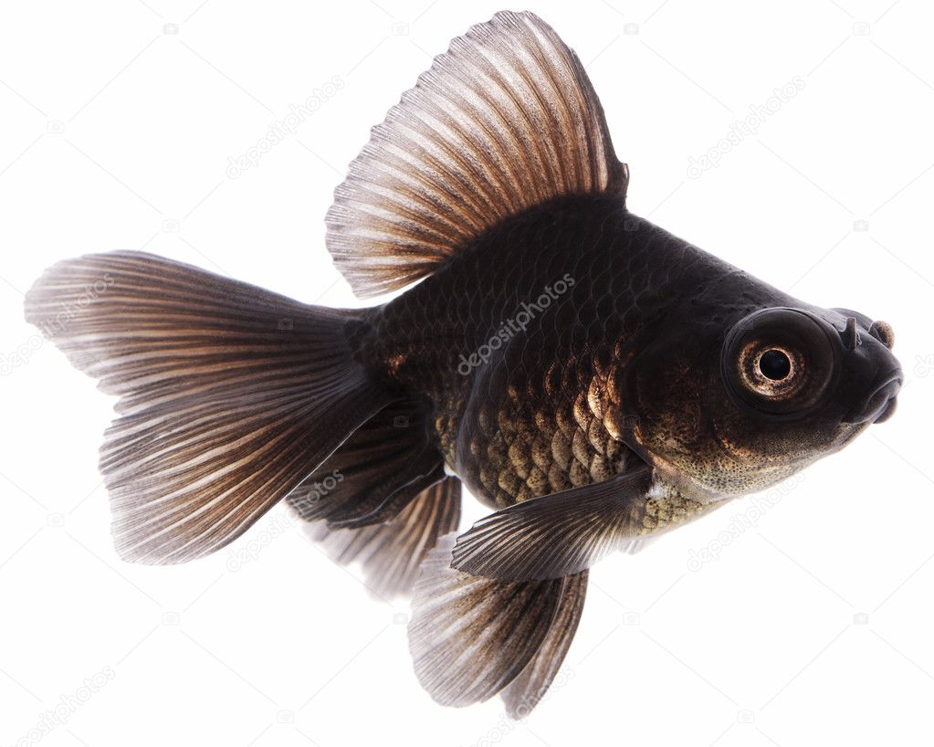 Black Goldfish on White Without Shade