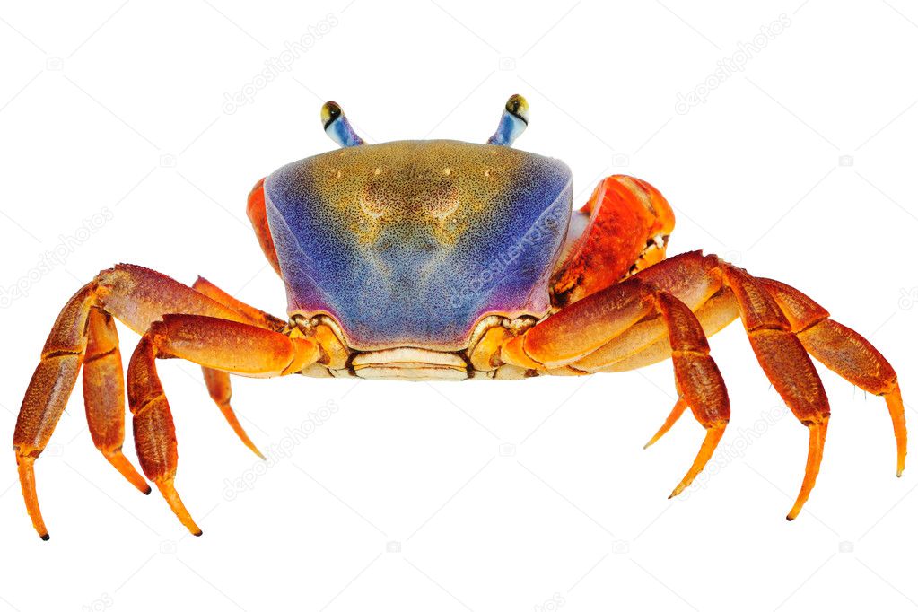 Crab on white