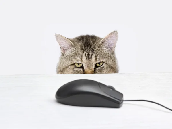 Gato caza un ratón de ordenador — Foto de Stock
