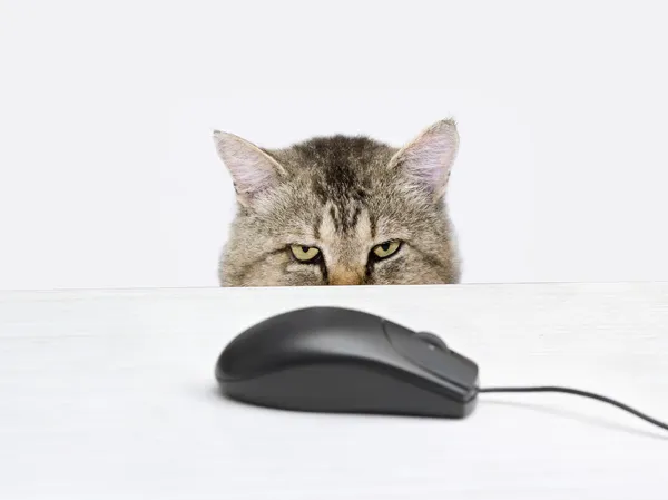 Кішка полює на комп'ютерну мишу Стокове Зображення