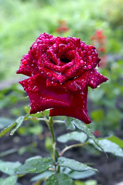 stock image A blooming red rose bud with raindrops