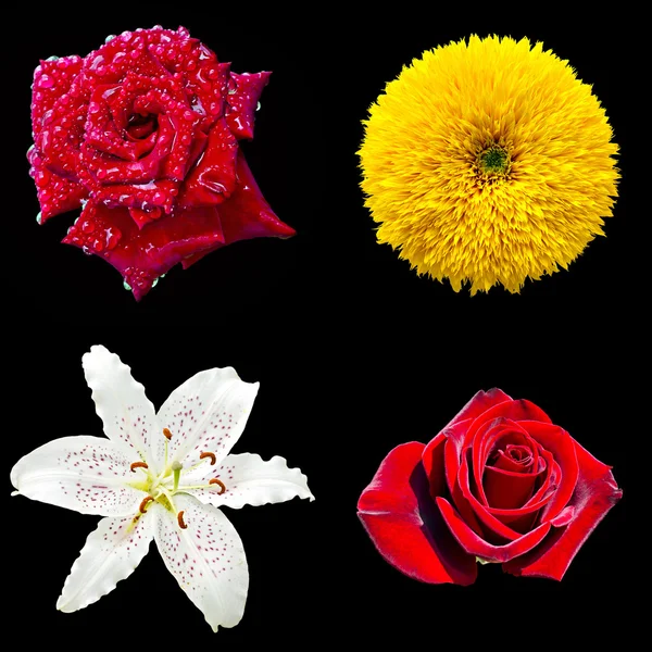 Conjunto de cuatro flores — Foto de Stock