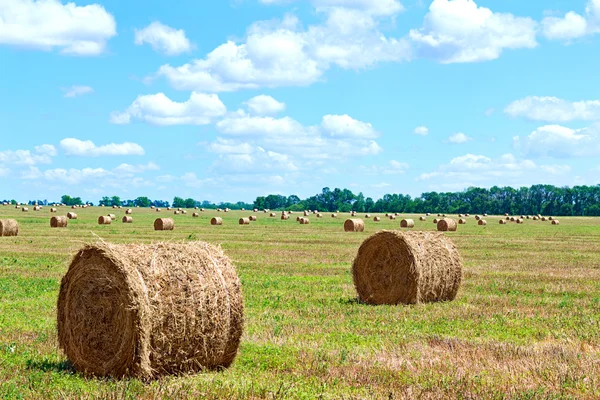 Pacas cosechadas de paja del campo —  Fotos de Stock