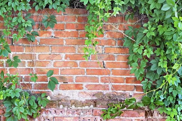 아이비와 함께 자란 벽돌 벽 — 스톡 사진