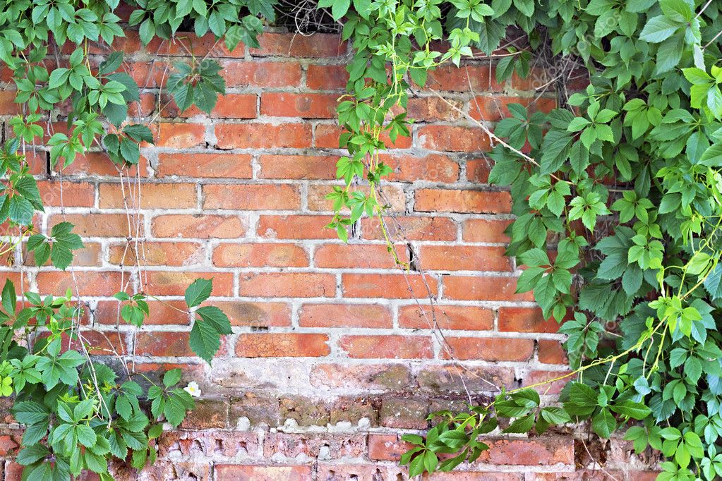 bakstenen muur begroeid met klimop — Stockfoto © Plus69 11288962