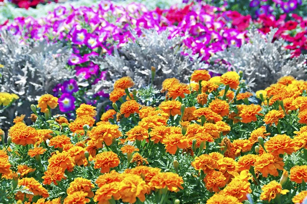 Tagetes flower on a bed — Stock Photo, Image