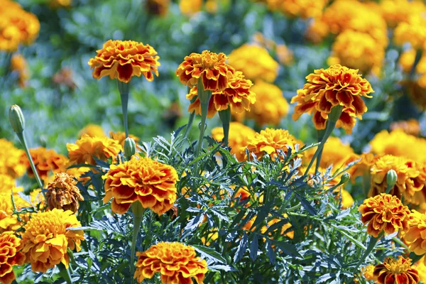 Tagetes flower on a bed — Stock Photo, Image