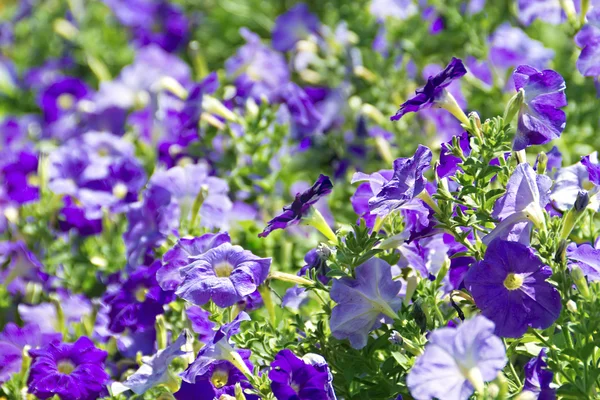 stock image Petunia flower beds of white and purple