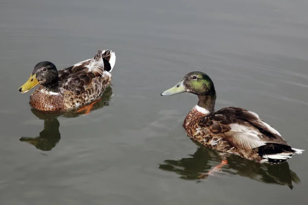 Canard et kamışı