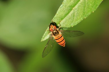 Syrphidae insects clipart