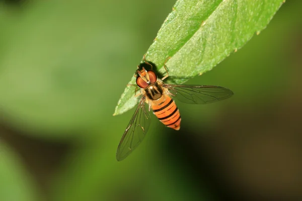 Syrphidae owady — Zdjęcie stockowe