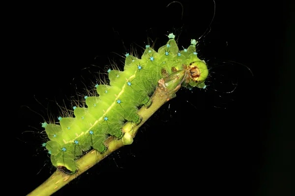 Larvas de insetos verdes — Fotografia de Stock