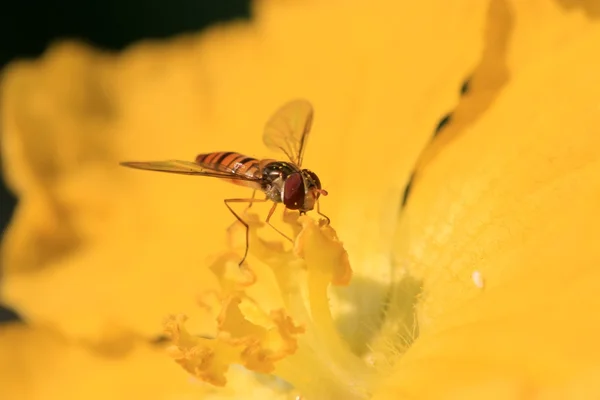 Syrphidae — Stockfoto